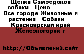 Щенки Самоедской собаки › Цена ­ 25 000 - Все города Животные и растения » Собаки   . Красноярский край,Железногорск г.